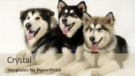  Presentation with pet - Cool new slides with cute pet animal backdrop and a soft green colored foreground