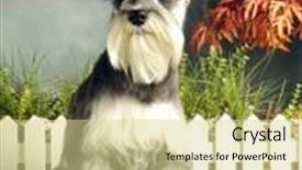  Presentation with pet - Audience pleasing slide deck consisting of cute pet animal backdrop and a soft green colored foreground