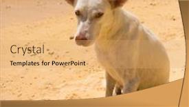  Presentation with pet - Presentation consisting of cute-pet-on-a-beach background and a yellow colored foreground