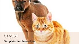  Presentation with pets - Slide set having cat dog posing - cute pets isolated on white background and a yellow colored foreground