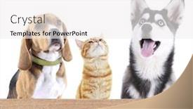  Presentation with pets - Cool new theme with cute-pets-isolated-on-white backdrop and a white colored foreground