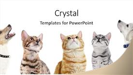  Presentation with pets - Colorful PPT theme enhanced with cute pets isolated on white backdrop and a white colored foreground