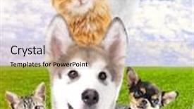  Presentation with pets - Audience pleasing slide deck consisting of cute pets on nature background backdrop and a coral colored foreground