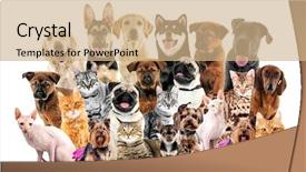  Presentation with pets - Colorful presentation design enhanced with cute pets on white background backdrop and a coral colored foreground