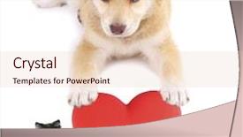  Presentation with pets - Presentation with cute pets with big heart isolated on white background and a lemonade colored foreground