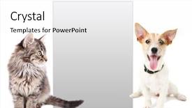  Presentation with pets - Colorful PPT layouts enhanced with cute pets with frame backdrop and a white colored foreground