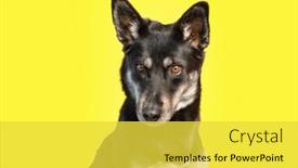 Presentation with photo show - Presentation theme featuring cute-photo-of-a-dog background and a yellow colored foreground