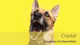 Presentation with photo show - Slides having cute-photo-of-a-dog background and a yellow colored foreground