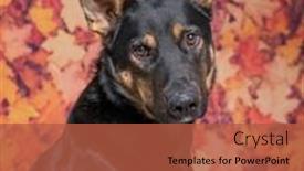  Presentation with photo show - PPT theme consisting of cute-photo-of-a-dog background and a red colored foreground