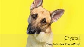  Presentation with studio - Theme featuring cute-photo-of-a-dog background and a yellow colored foreground