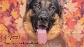  Presentation with photo show - Presentation with cute-photo-of-a-dog background and a coral colored foreground