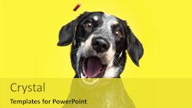  Presentation with studio - Presentation theme having cute-photo-of-a-dog background and a  colored foreground