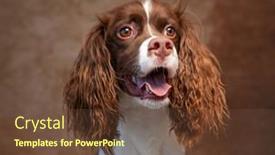  Presentation with studio - PPT theme enhanced with cute-photo-of-a-dog background and a tawny brown colored foreground