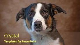  Presentation with dog baby cute child - Presentation featuring cute-photo-of-a-dog background and a  colored foreground