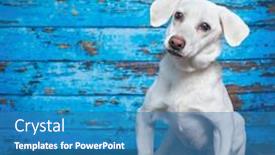  Presentation with studio - Presentation theme featuring cute-photo-of-a-dog background and a teal colored foreground