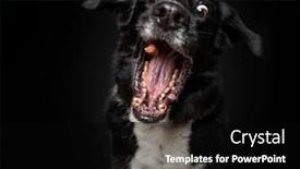  Presentation with studio - Presentation design consisting of cute-photo-of-a-dog background and a black colored foreground