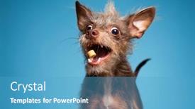  Presentation with studio - Presentation featuring cute-photo-of-a-dog background and a  colored foreground