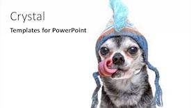  Presentation with studio - Presentation enhanced with cute-photo-of-a-dog background and a white colored foreground