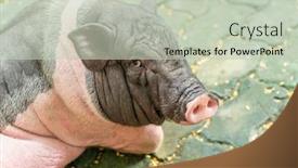  Presentation with pig farm - Colorful presentation theme enhanced with cute-pig-on-the-farm backdrop and a soft green colored foreground