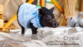  Presentation with year of the pig - Beautiful presentation design featuring piglets - cute piglet of mini pig backdrop and a soft green colored foreground