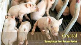  Presentation with farm - PPT layouts enhanced with cute-piglets-at-the-farm background and a coral colored foreground