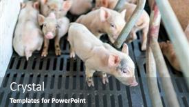  Presentation with farm - Amazing slide deck having cute-piglets-at-the-farm backdrop and a ocean colored foreground