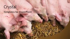  Presentation with pigs - Colorful PPT layouts enhanced with cute pigs in a stable backdrop and a coral colored foreground