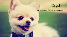 Presentation with filter - Presentation theme enhanced with cute pomeranian puppy dog that has been groomed smiling in a park setting with a pretty collar and tag on toned with a retro vintage instagram filter effect app or action background and a blonde colored foreground