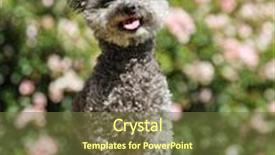  Presentation with poodle - Colorful presentation theme enhanced with cute poodle chihuahua mix senior backdrop and a tawny brown colored foreground