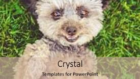  Presentation with poodle - Amazing slide set having cute poodle chihuahua mix senior female dog rolling in clover grass her tongue hanging out squinting at the camera shallow dof on eyes toned with a retro vintage instagram filter effect app action backdrop and a soft green colored foreground