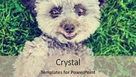  Presentation with poodle - Cool new slides with cute poodle chihuahua mix senior backdrop and a soft green colored foreground