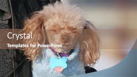  Presentation with poodle - Colorful slide deck enhanced with cute poodle wearing a sweater wrapped up in his owner's jacket during winter on a very cold day backdrop and a coral colored foreground