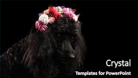  Presentation with poodle - Amazing slide set having cute poodle wearing flowers crown backdrop and a  colored foreground