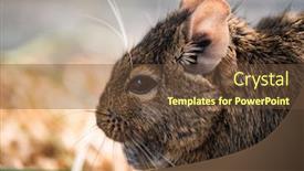  Presentation with chilean - Slides consisting of cute-profile-of-chilean-squirrel background and a tawny brown colored foreground