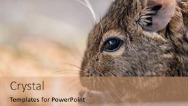  Presentation with chilean - Colorful PPT theme enhanced with cute-profile-of-chilean-squirrel backdrop and a coral colored foreground