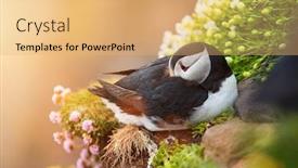  Presentation with rocks - Presentation enhanced with cute-puffin-on-the-rocks background and a yellow colored foreground