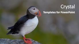  Presentation with cute mice rats - Slides having cute puffin standing on cliff background and a  colored foreground