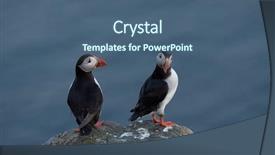  Presentation with cute japan cartoon - Presentation having cute puffin standing on cliff background and a  colored foreground