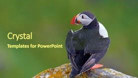  Presentation with cliff - Slides consisting of cute puffin standing on cliff background and a  colored foreground