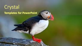  Presentation with cliff - Beautiful PPT layouts featuring cute-puffin-standing-on-cliff backdrop and a tawny brown colored foreground