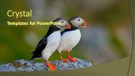  Presentation with cliff - PPT layouts having cute-puffin-standing-on-cliff background and a tawny brown colored foreground