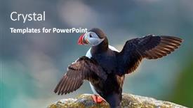  Presentation with cliff - Presentation design with cute-puffin-standing-on-cliff background and a gray colored foreground