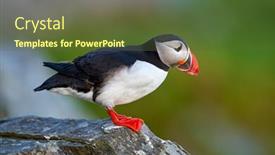  Presentation with cliff - Beautiful presentation featuring cute-puffin-standing-on-cliff backdrop and a tawny brown colored foreground