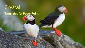  Presentation with cliff - Slide set having cute-puffin-standing-on-cliff background and a tawny brown colored foreground