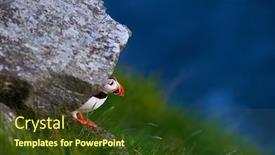  Presentation with cliff - Audience pleasing presentation design consisting of cute-puffin-standing-on-cliff backdrop and a tawny brown colored foreground