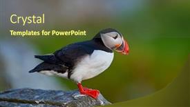  Presentation with cliff - Cool new presentation theme with cute-puffin-standing-on-cliff backdrop and a tawny brown colored foreground