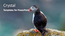  Presentation with cliff - Slide deck consisting of cute-puffin-standing-on-cliff background and a gray colored foreground