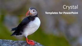  Presentation with cliff - Beautiful theme featuring cute-puffin-standing-on-cliff backdrop and a gray colored foreground