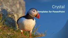  Presentation with cliff - Cool new PPT layouts with cute-puffin-standing-on-cliff backdrop and a ocean colored foreground