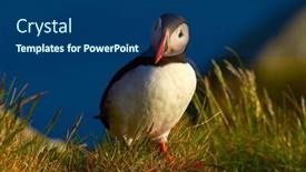  Presentation with cliff - Amazing PPT theme having cute-puffin-standing-on-cliff backdrop and a ocean colored foreground